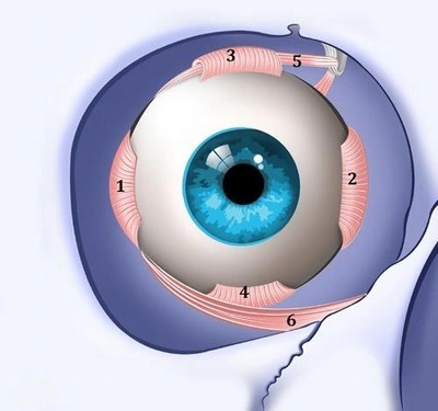 Les muscles oculomoteurs de l'œil. Chirurgie orbitaire. Dr Hervé CHENAL. IEVR. Les muscles oculomoteurs de l'œil. Chirurgie orbitaire. Dr Hervé CHENAL. IEVR.